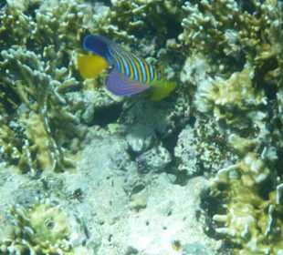 Delfinschwimmen 21.09.