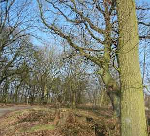 Wunderschöne Boberger Niederung