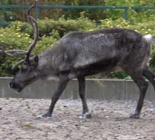 Tierpark 