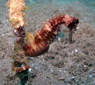 Seepferd beim Tauchen