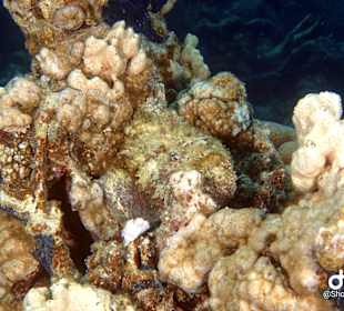 Schnorcheln Marsa Alam
