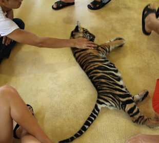 Tygrys Tiger Kingdom