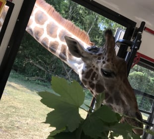 VIP Tour mit dem Safari-Express. Ein Erlebnis pur. 