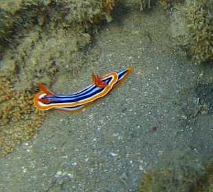 Pyjama-Sternschnecke