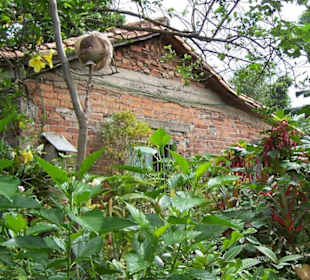 Zahrada