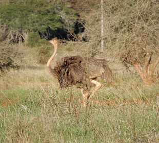 Tsavo Ost und West Safari