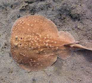 Panther-Torpedorochen