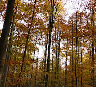 Toller Herbstwald