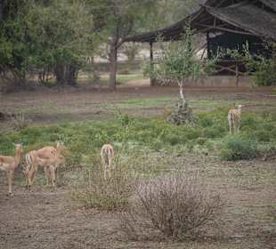 Wer beobachtet hier wen?