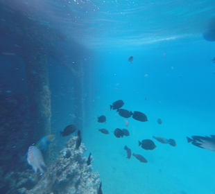 Schnorcheln Makadi Bay