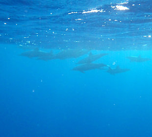 Delfine beim Hausriff