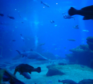 Aquarium Palma