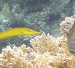 Schnorcheln Marsa Alam