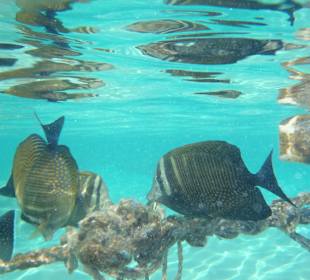Direkt unter der Wasseroberfläche