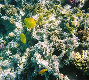 Hausriff Hotel Iberotel Makadi Oasis Club & Resort