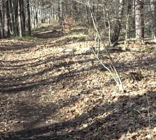 Naturschutzgebiet Hirschauer Berg