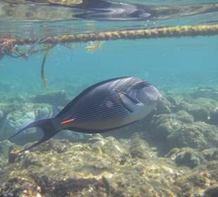 Unterwasserwelt am Hausriff Hotel Iberotel Coraya Beach