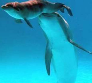 Delfinshow