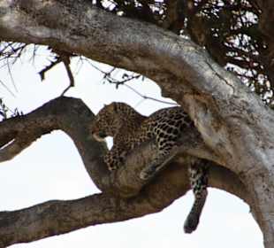 Julius Tact / JT Safaris