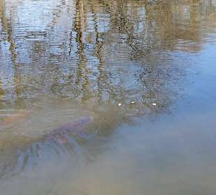 Frühling im Westfalenpark Dortmund