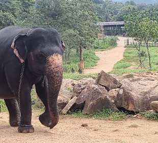 Tony Sri Lanka Tours