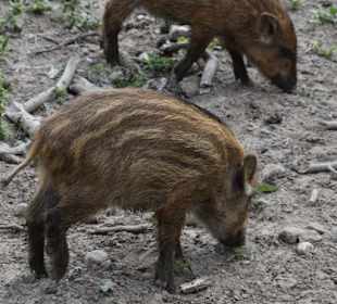 Naturwildpark Granat