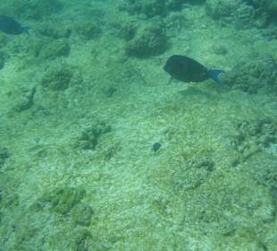 Barbados  -  Unterwasserwelt
