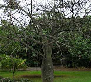 Rückseite Kolonial Haus