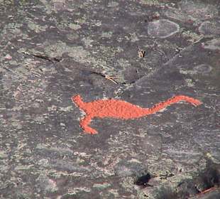 Felsritzungen bei Alta