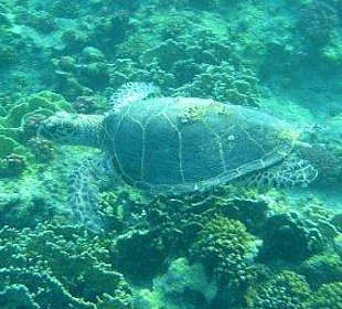 Schildkröte am Hausriff