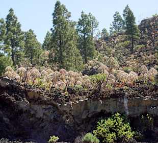 El Teide - Pflanzen