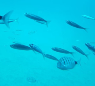 Submarine Safari