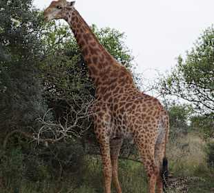 Game Drive