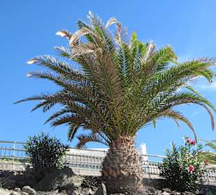 Palme an der Strandpromenade