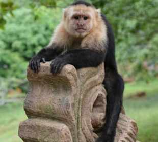 Roatan - Ausflug Butterfly Garden