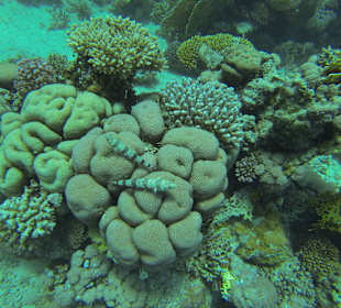 Eidechsenfische auf Koralle