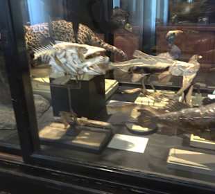 Naturkundemuseum