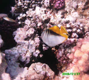 Fähnchen-Falterfisch