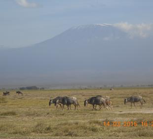 Amboseli Nationalpark