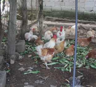 Azienda Agricola Arena Carmelo