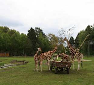 Giraffen