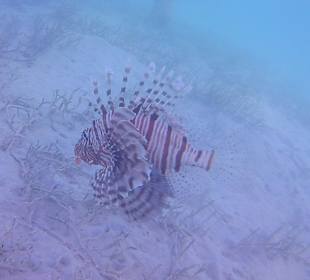 Schnorcheln Marsa Alam