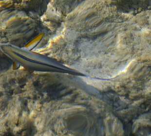 Fische Fische Fische