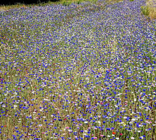 Blühende Wiesen am Ufer des Lac de la Raho