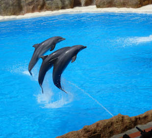 Arbeiten mit den Delfinen