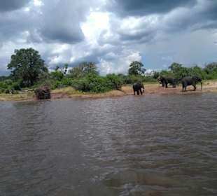 Bootstour auf dem Chobe River
