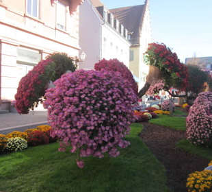 Chrysanthema Lahr