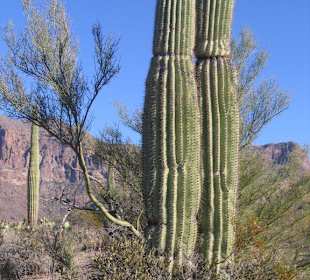 Organ Pipe Cactus National Monument