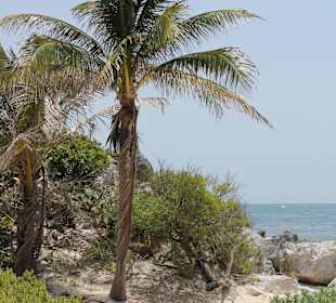Schildkrötenstrand 