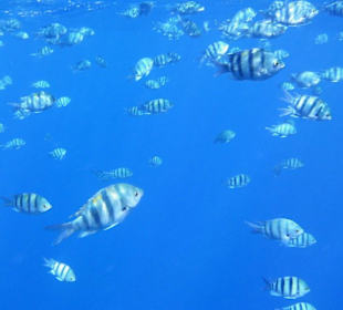 Viele Fischies